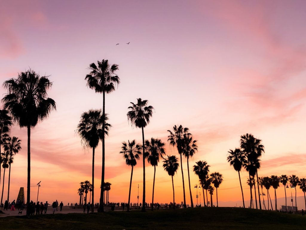 a group of palm trees during sunset