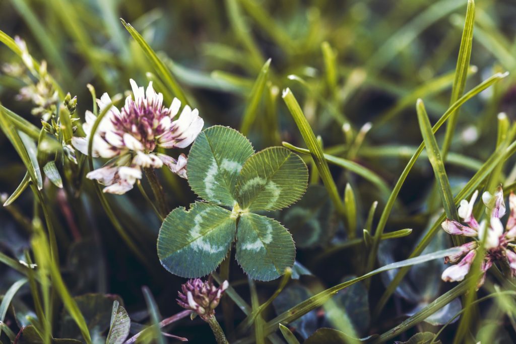 a close-up of some flowers