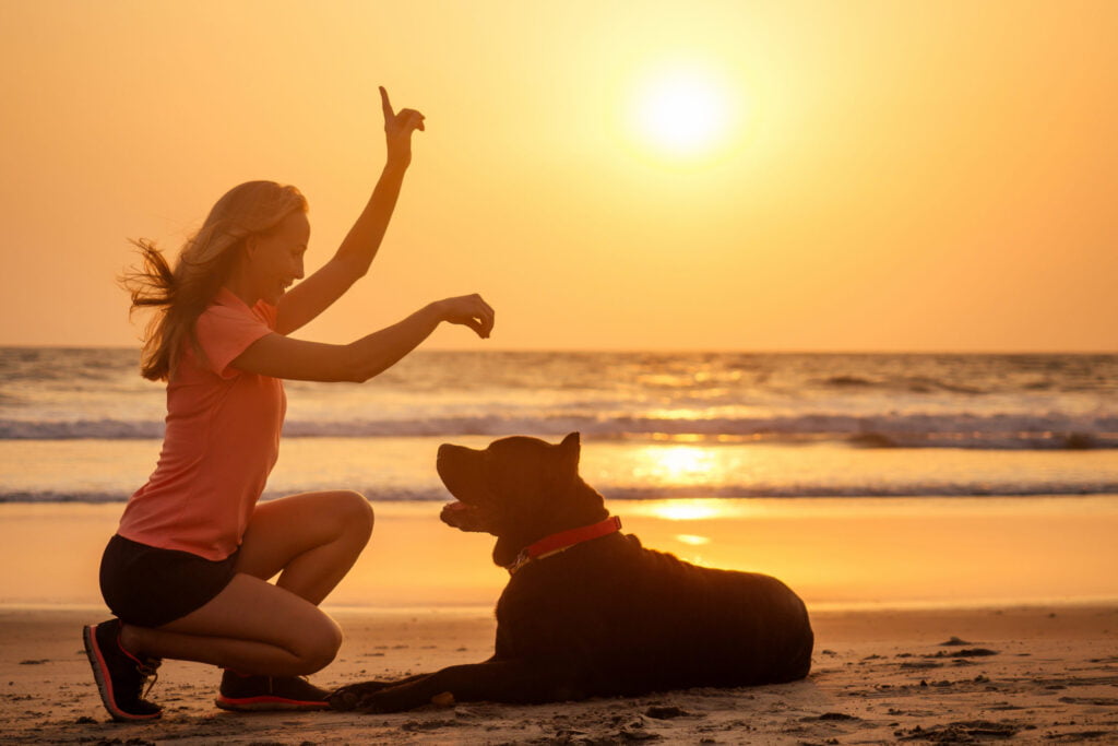 life advice, cane corso and trainer dog chew toy at sea beach a utc scaled